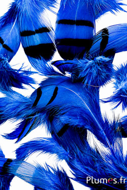 Patrijs - 3-7 cm - blauw